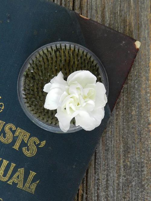 WHITE MINI CARNATIONS